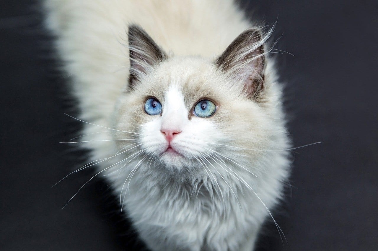 white cat with blue eyes staring up