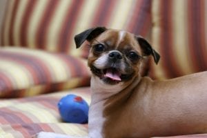 small dog playing with a toy on a couch