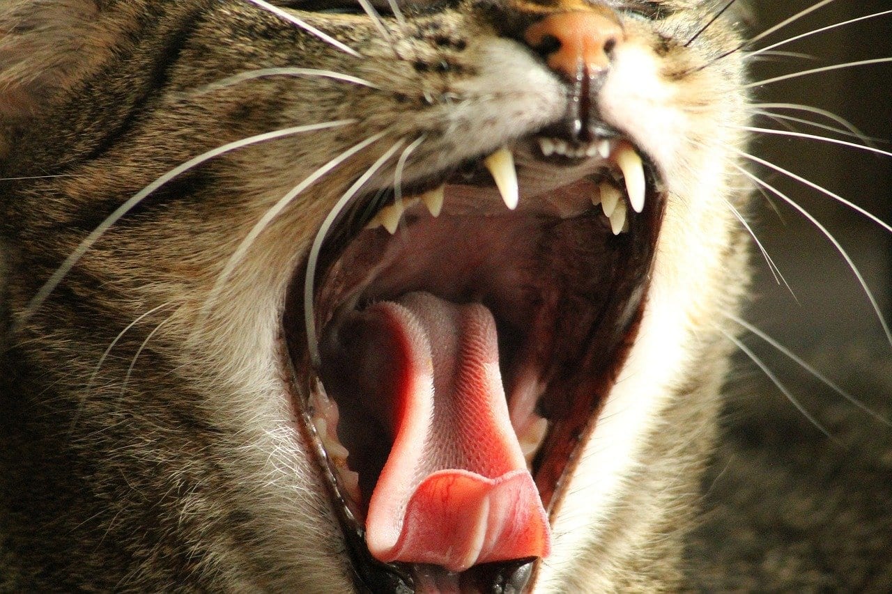 cat yawning with mouth open