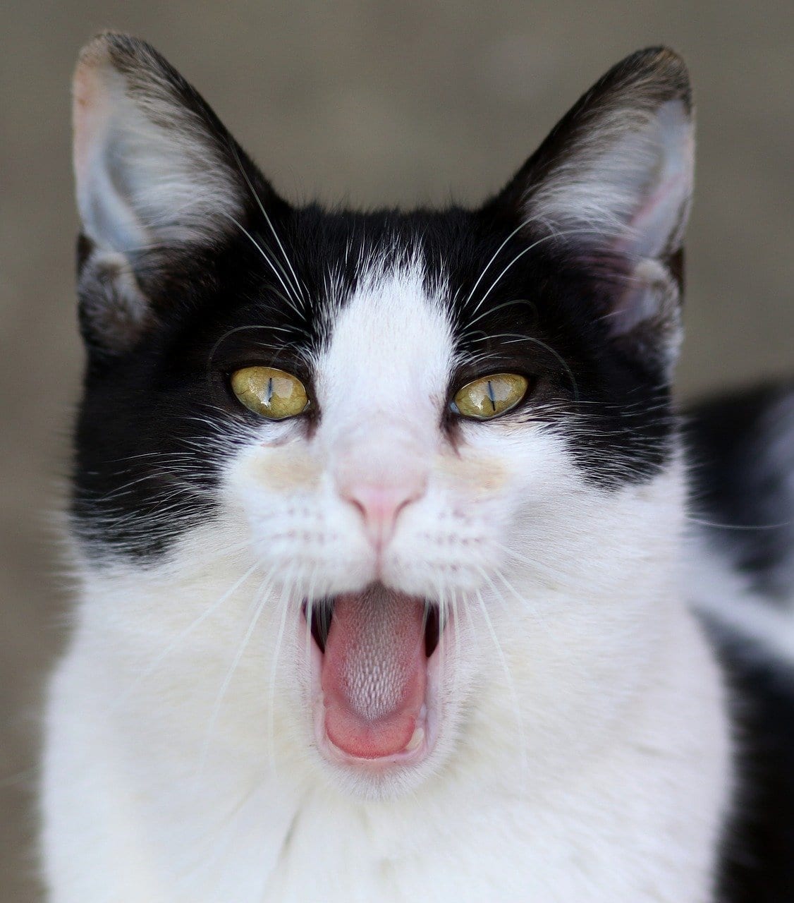 An image of a black and white cat meowing.