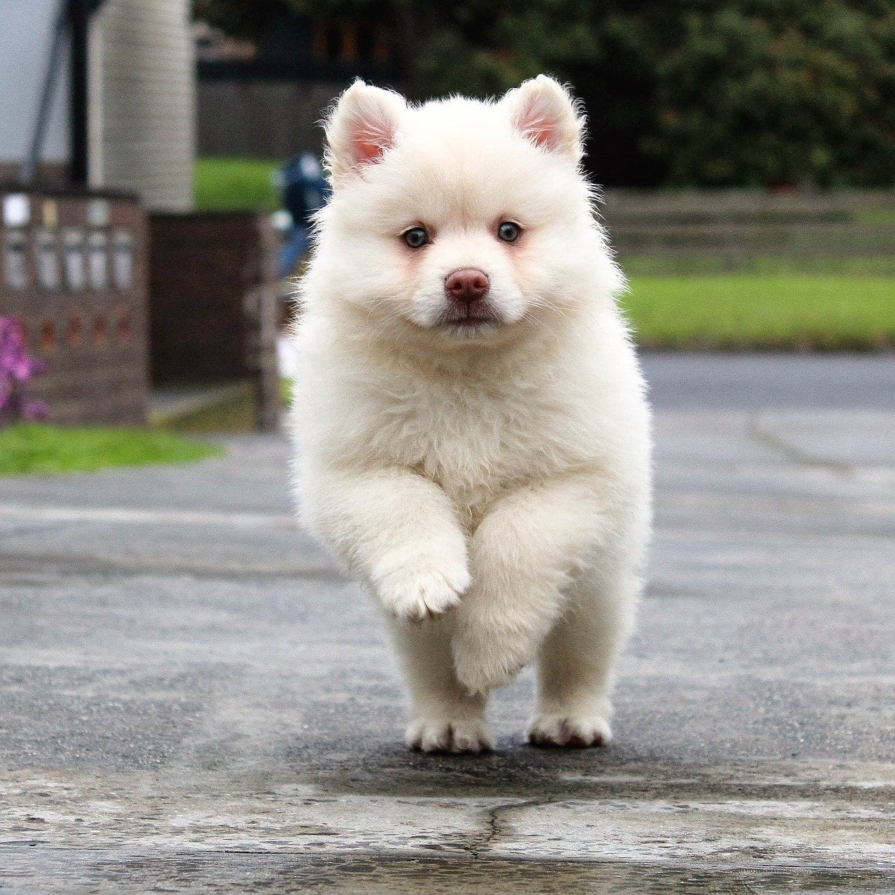 white puppy running in a driveway.