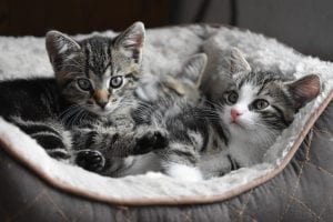 Tabby kittens sharing a bed